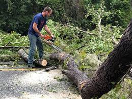 Best Tree Removal  in Lansdowne, MD