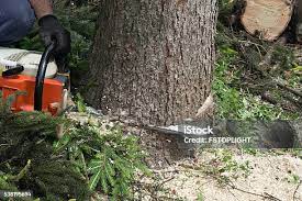 Best Commercial Tree Services  in Lansdowne, MD
