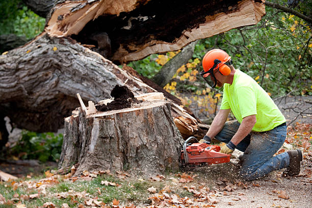 Best Arborist Consultation Services  in Lansdowne, MD