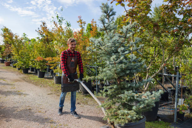 Trusted Lansdowne, MD Tree Removal Experts