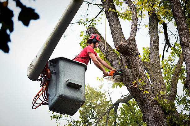 How Our Tree Care Process Works  in  Lansdowne, MD