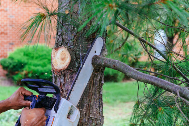 Best Pest Control for Lawns  in Lansdowne, MD